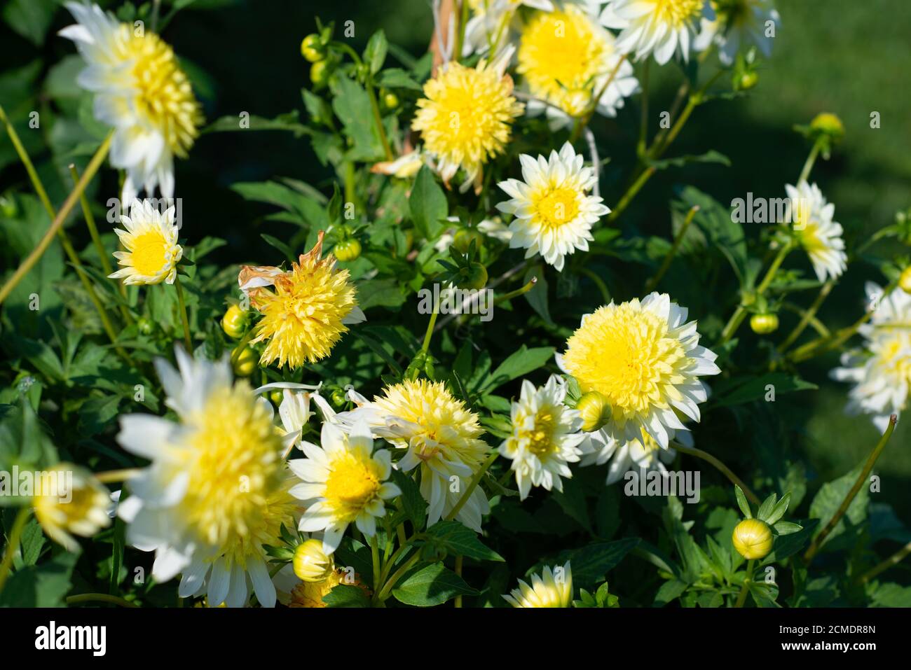 Yellow Dahlia variety Lucky Ducky flowering in a garden Stock Photo