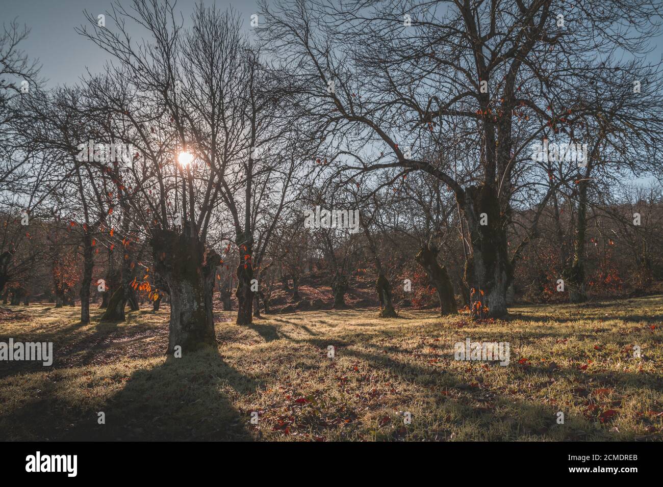 Chestnuts and dried leaves Stock Photo - Alamy
