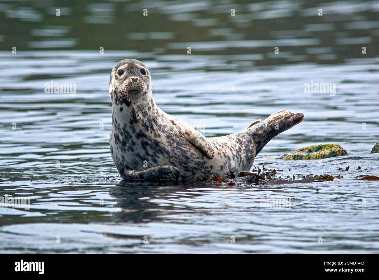 A curious common (harbour) seal raises its head. Shiant Islands, West Scotland Stock Photo