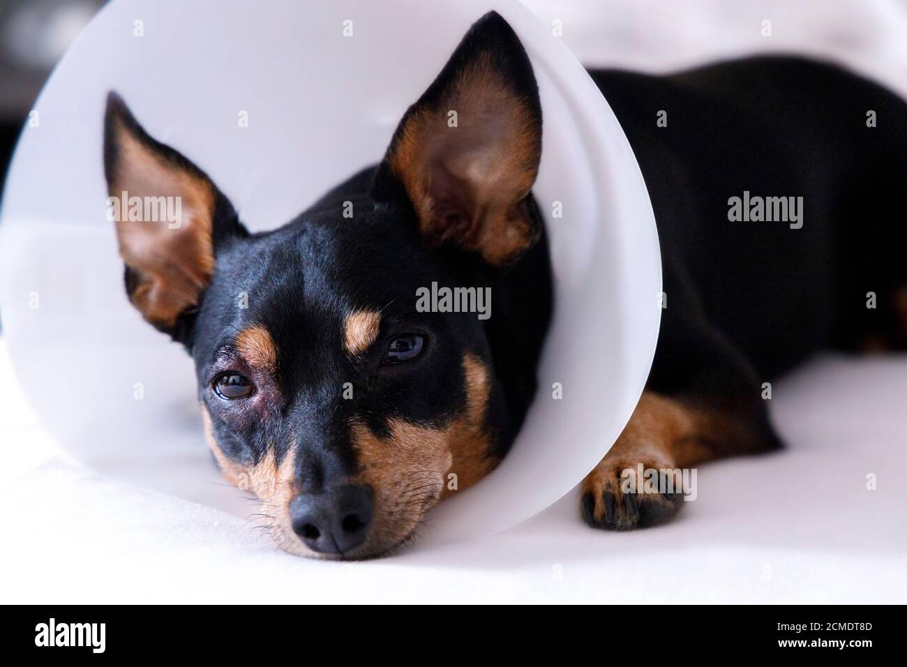 Sick Dog With Protective Elizabethan Collar Pets Veterinary Clinic Stock Photo