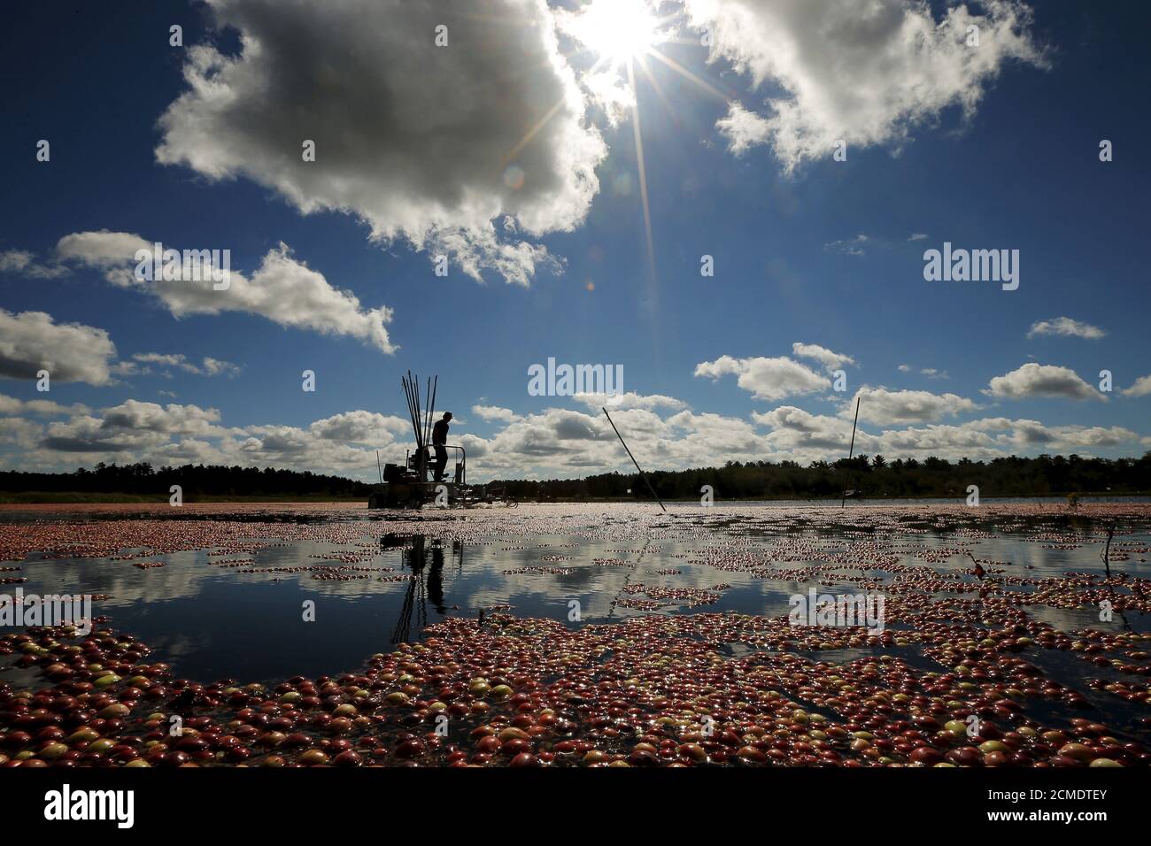 Cranberry carver ma hires stock photography and images Alamy