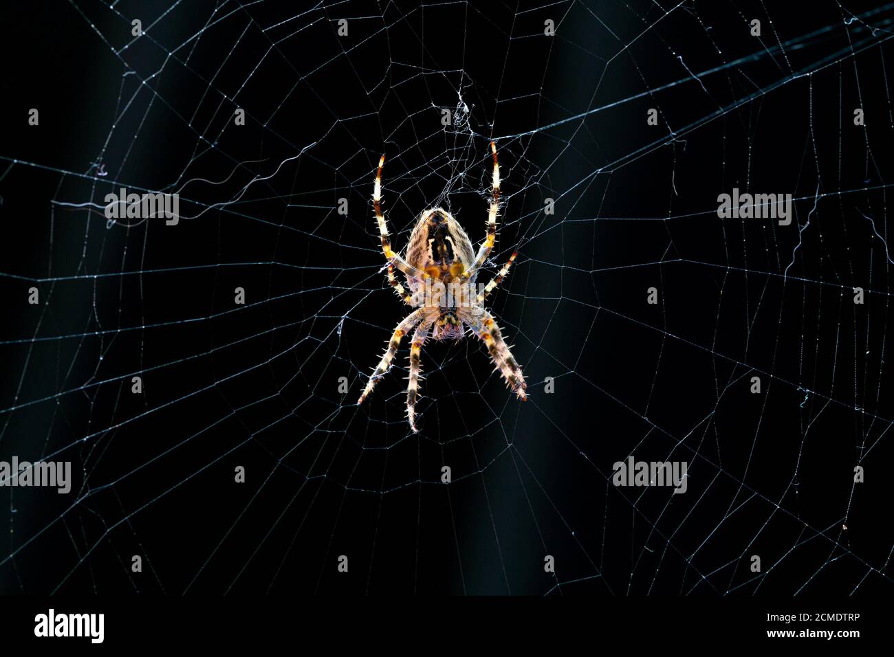Common garden spider. Stock Photo