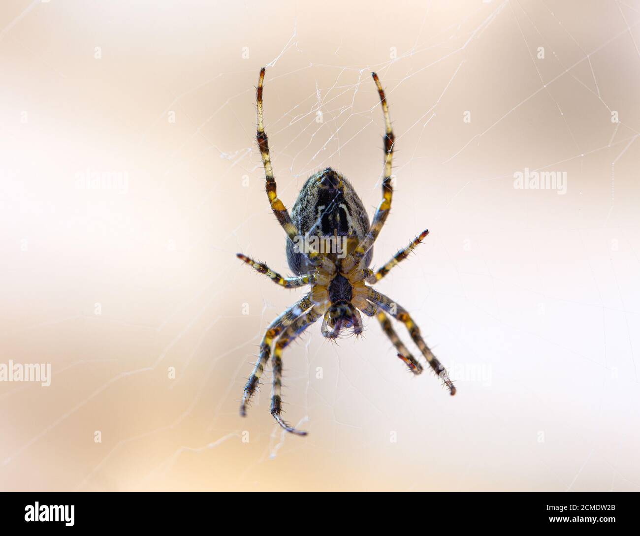 Common garden spider. Stock Photo