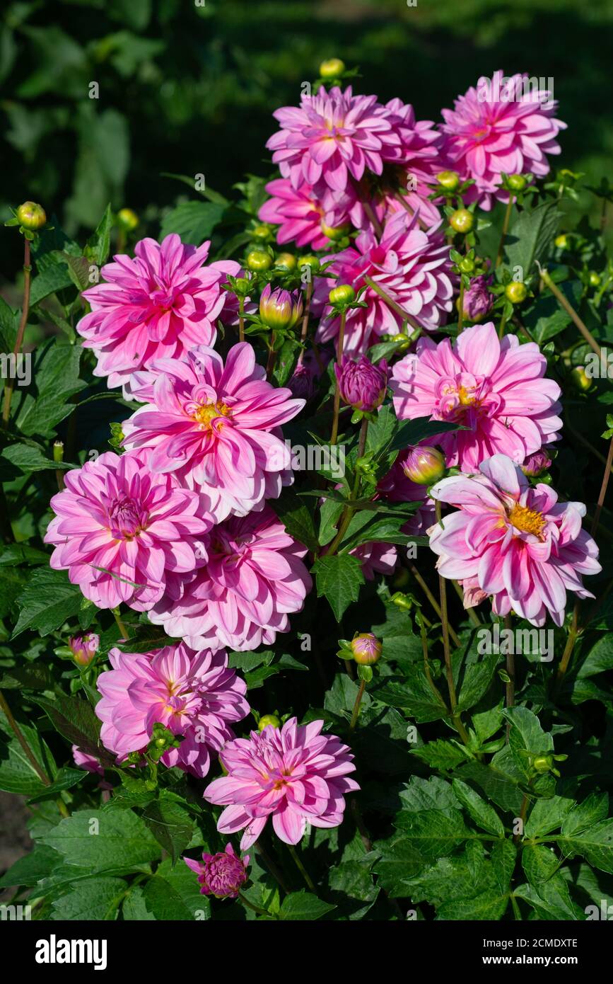 Pink Dahlia variety Onesta flowering in a garden Stock Photo