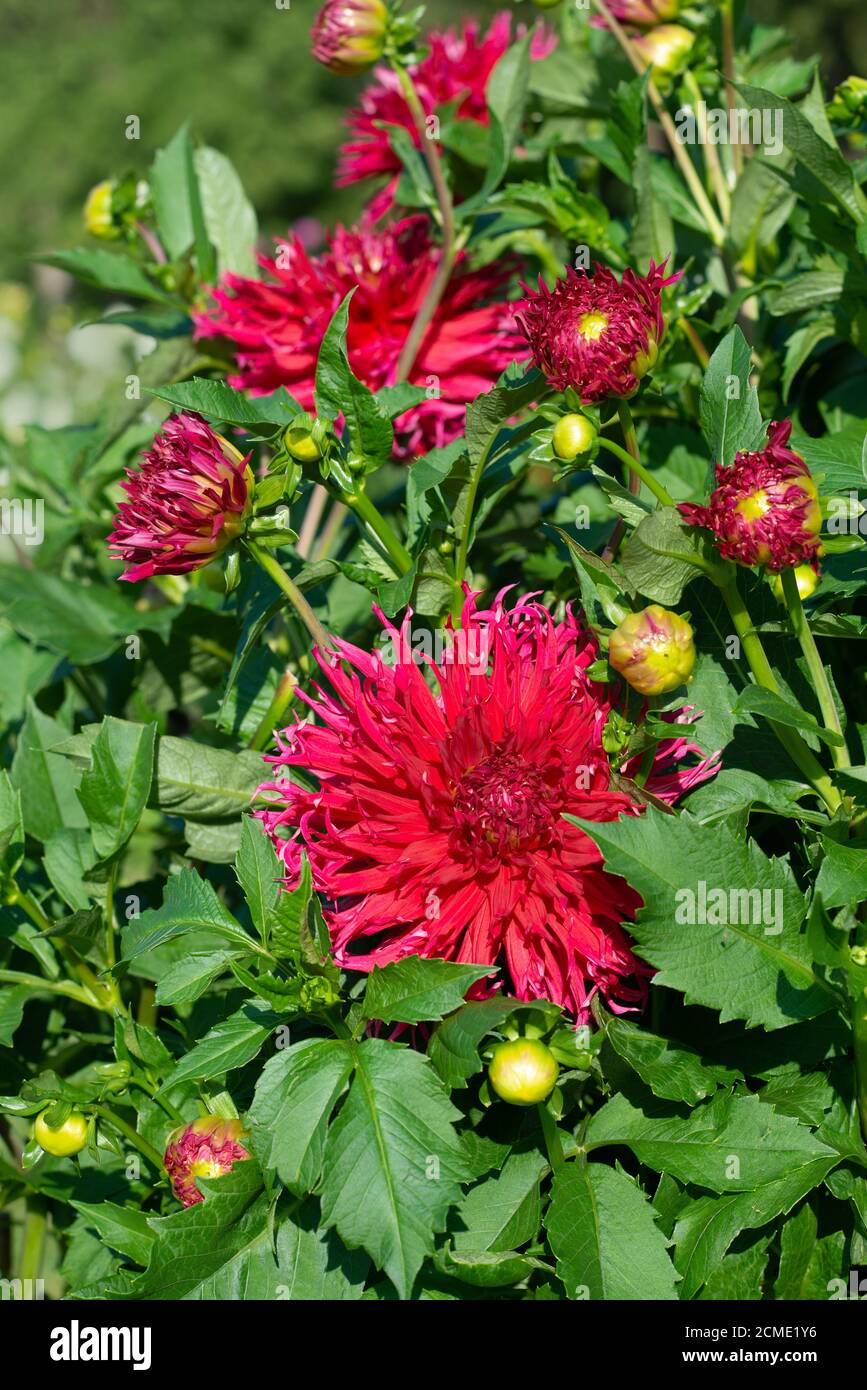 Red Dahlia variety Salsa Verde flowering in a garden Stock Photo