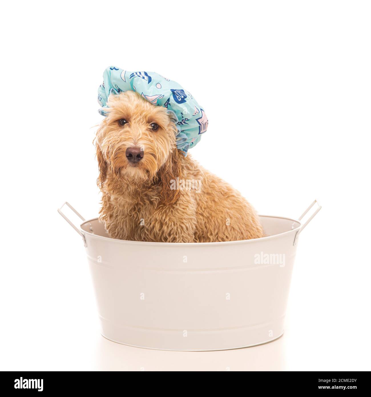 Cockapoo dog wearing shower cap sat in white tin bath on white background with copy space. Stock Photo