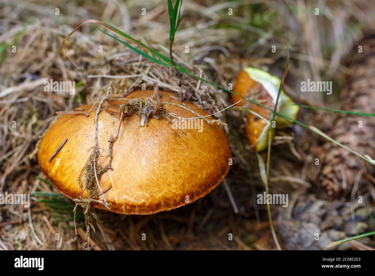 Mushroom in the Bergwerkswald, Grossen-Linden, Gießen, Germany Stock Photo