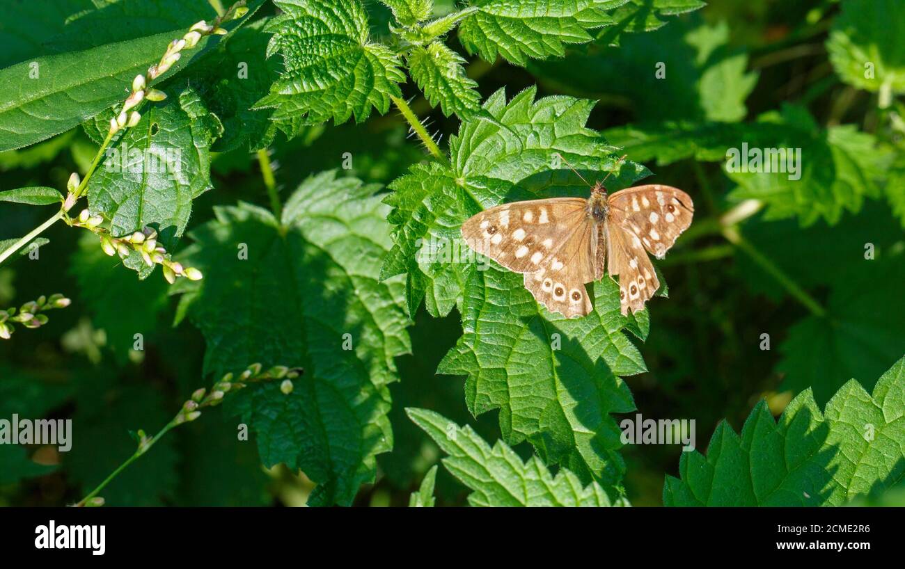Speckled Wood butterflly in the Bergwerkswald close to LInden, Giessen, Hessen, Germany Stock Photo