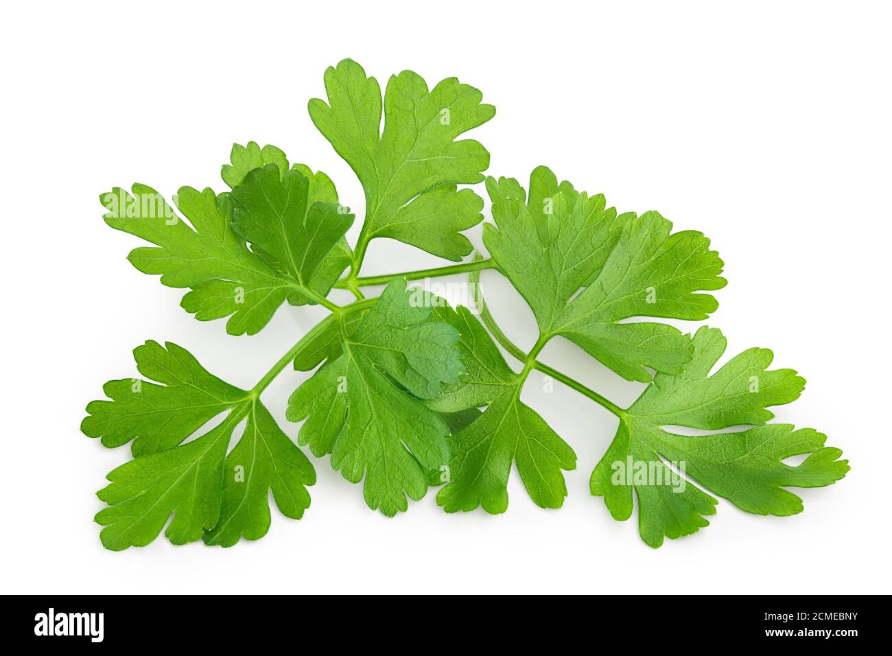 Parsley Leaves Isolated On White Background With Clipping Path And Full Parsley Leaves Isolated On White Background With Clipping Path And Full Depth Of Field Top View Flat Lay 2CMEBNY