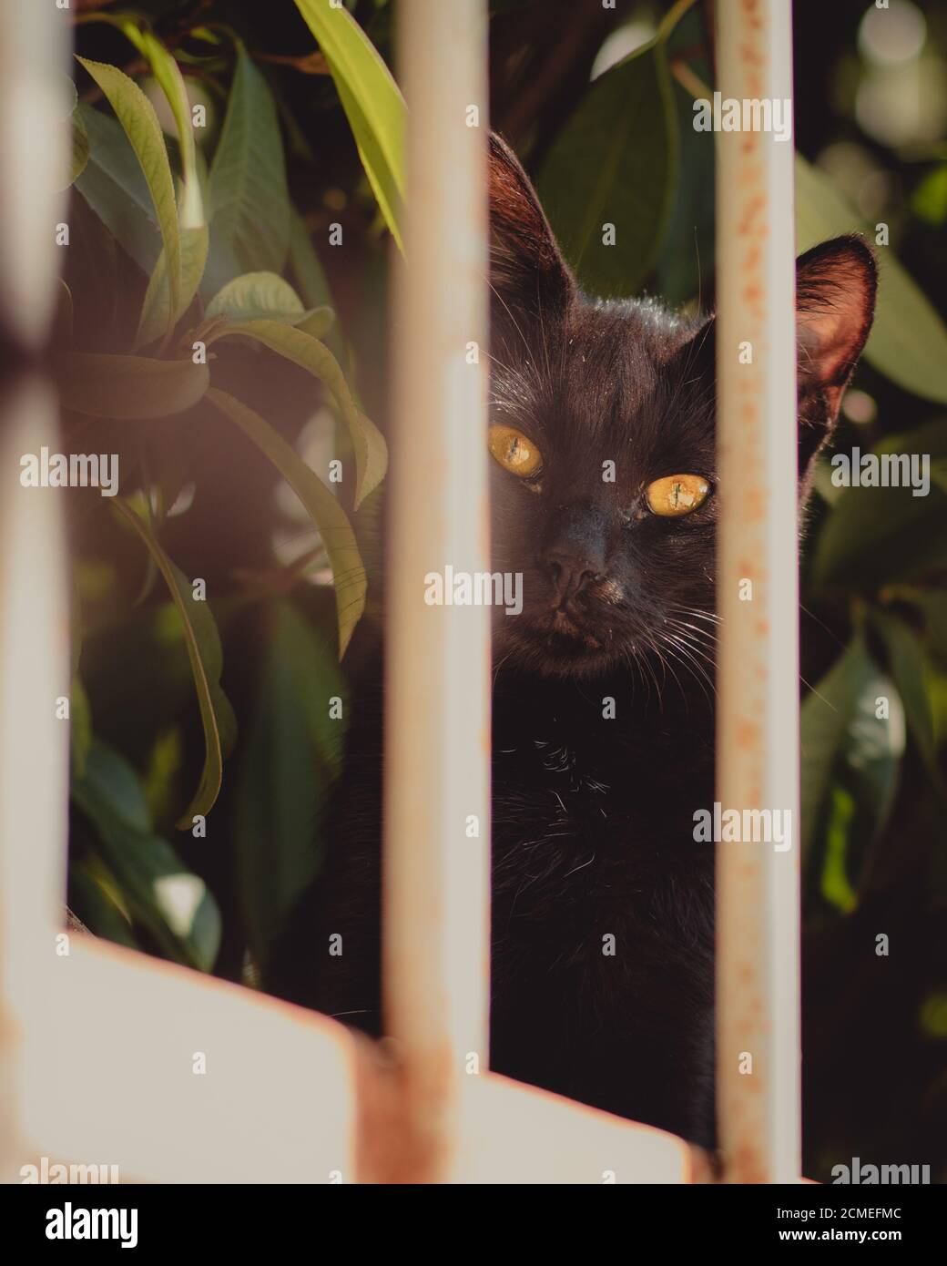 Cute small completely black cat with bright yellow eyes standing behind a fence, looking straight at the camera Stock Photo