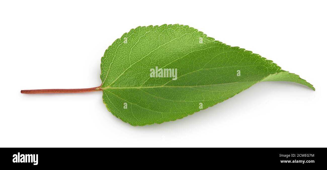 apricot leaf isolated on a white background with clipping path and full ...