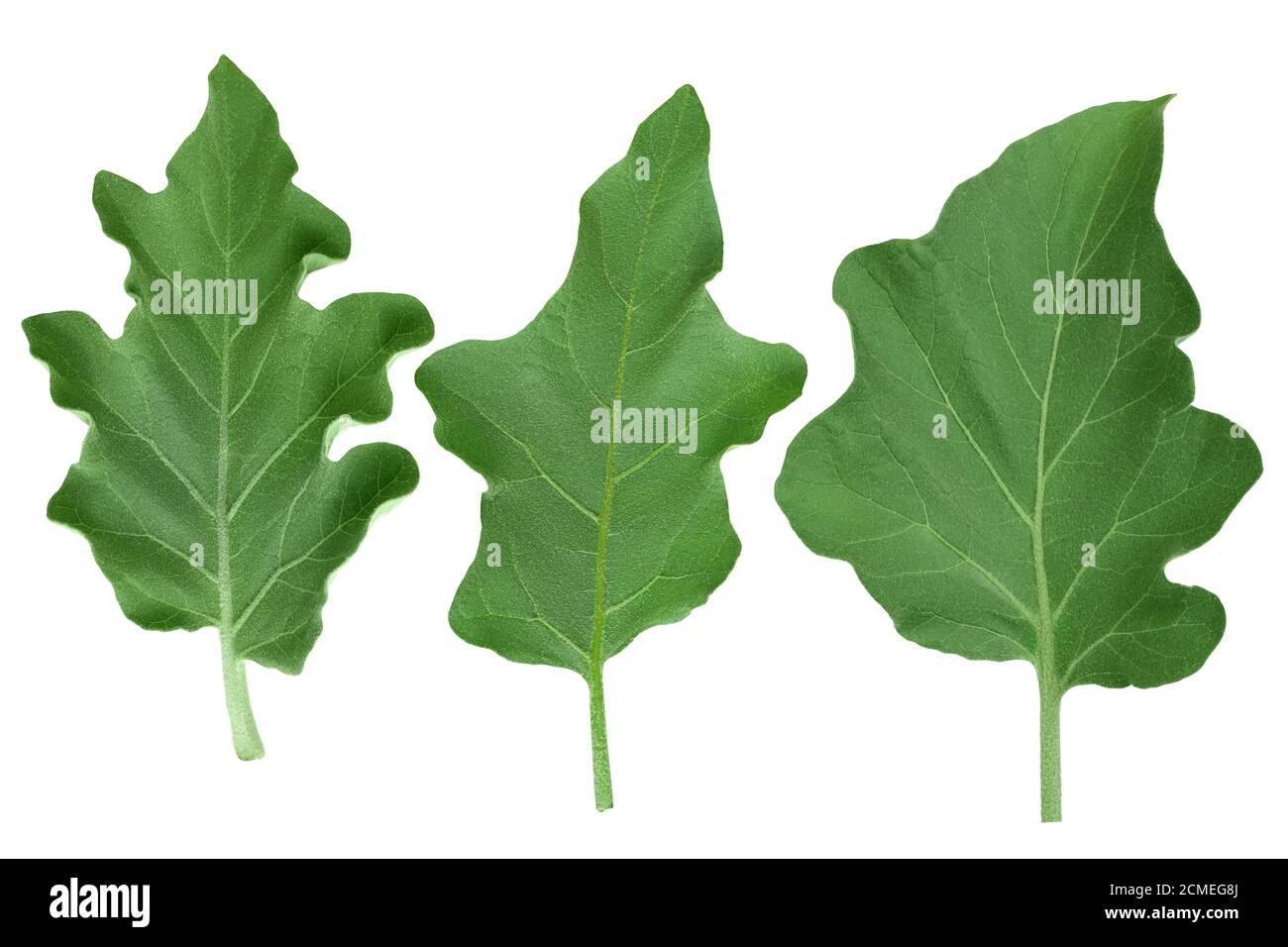 eggplant leaf isolated on white background with clipping path and full depth of field. Top view. Flat lay Stock Photo