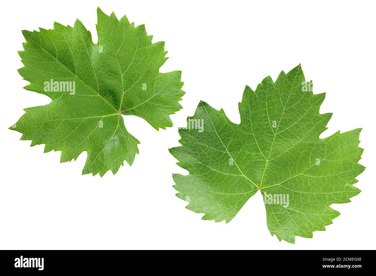 Grape leaf isolated on white background with clipping path and full ...