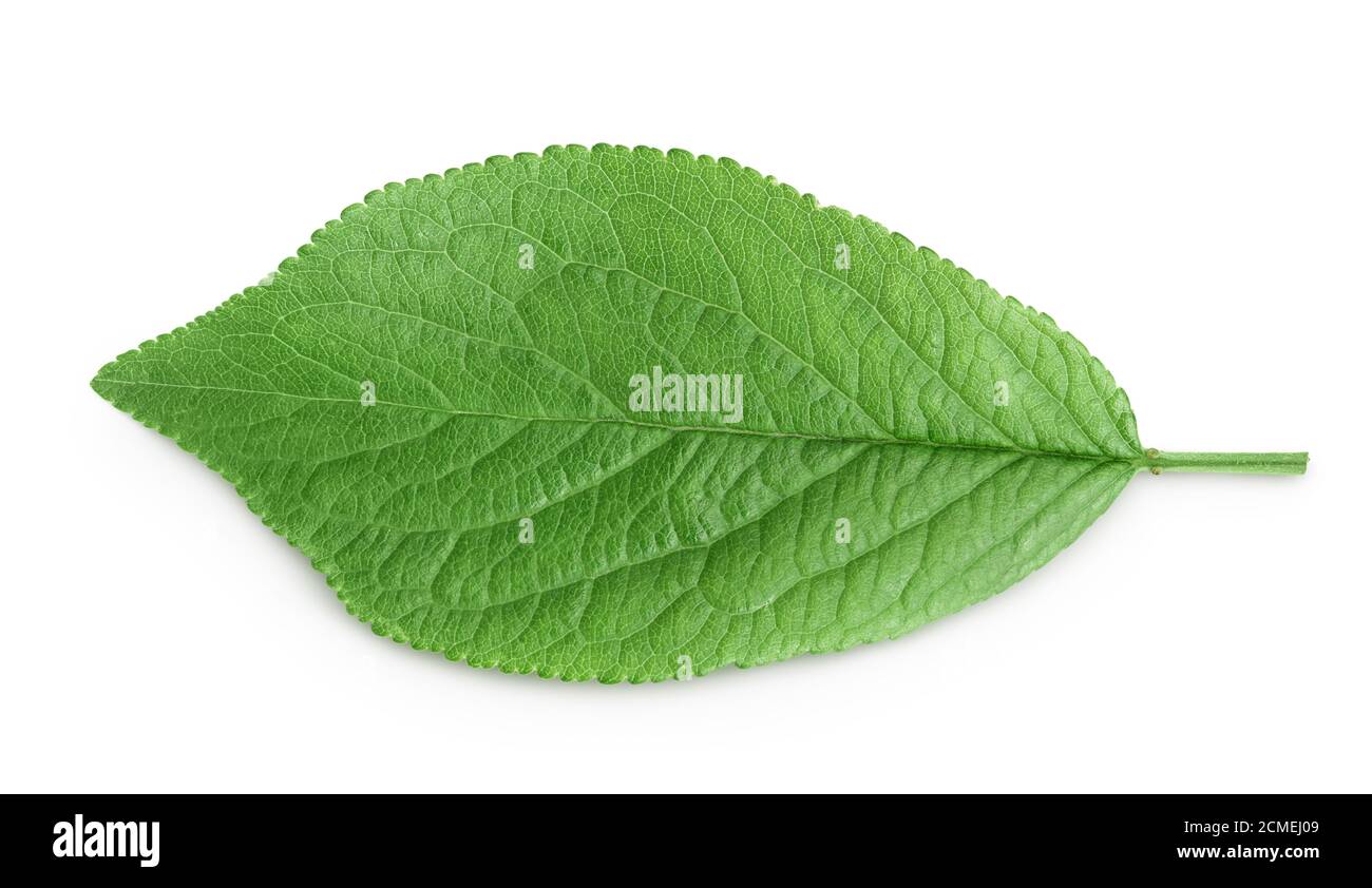 plum leaf isolated on a white background with clipping path and full depth of field. Top view. Flat lay Stock Photo