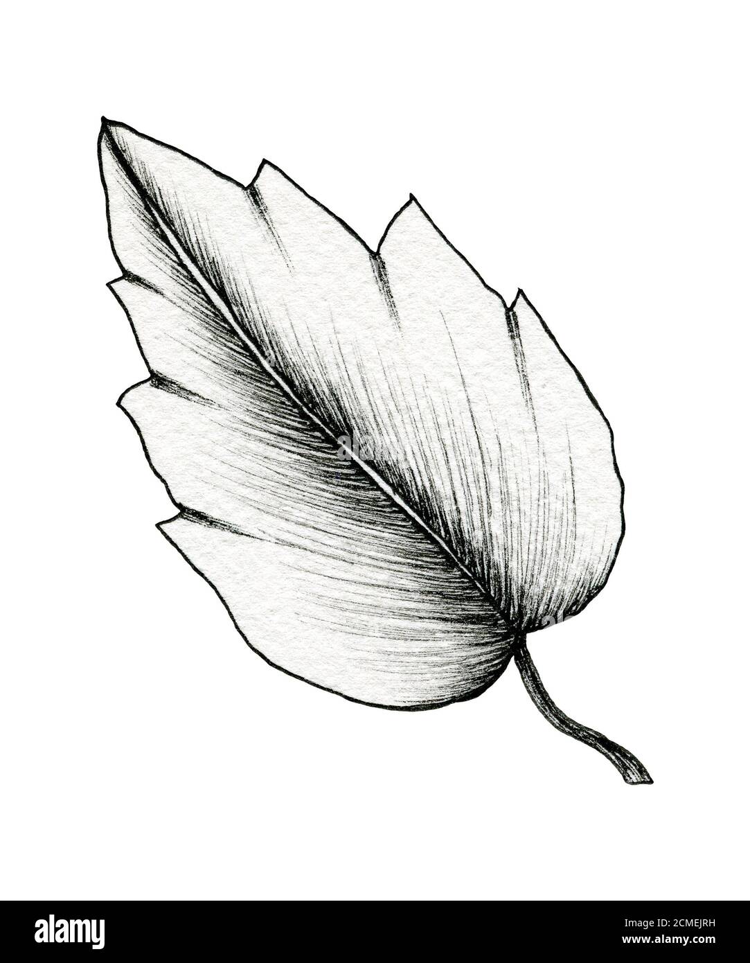 black ink leaf drawing isolated on white, simple line art drawing ...