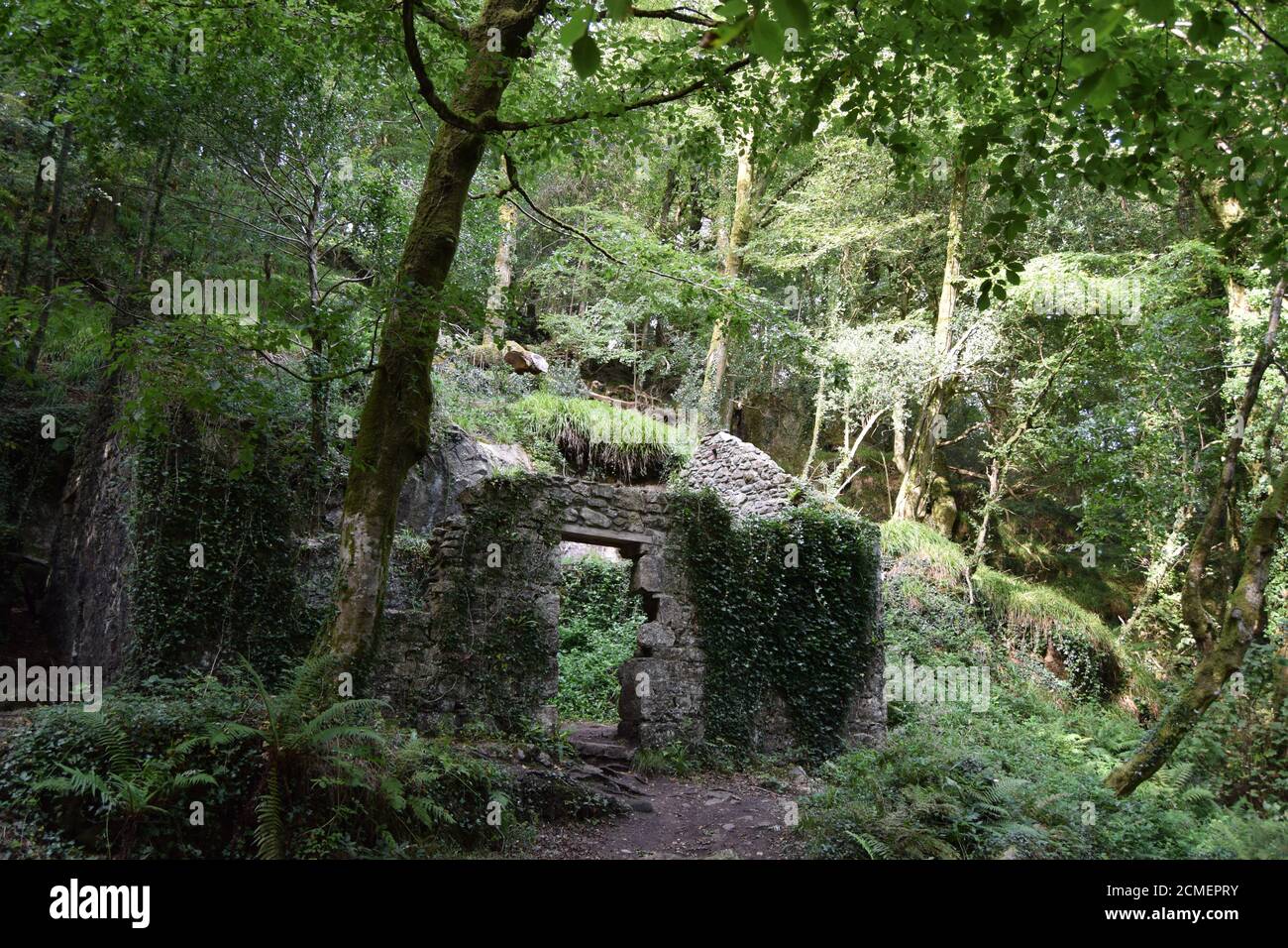 Ruined cottage in woodland Stock Photo