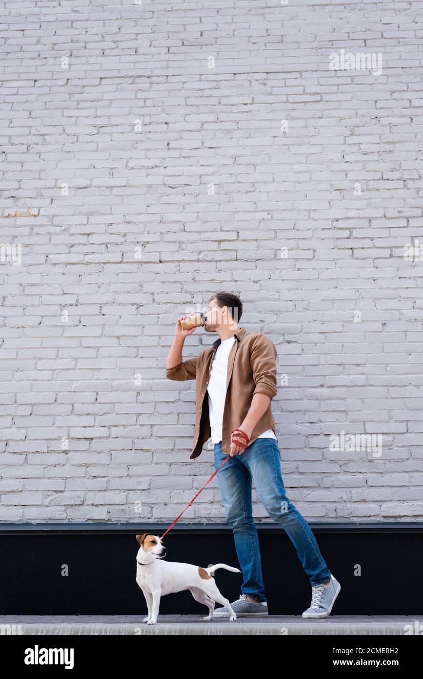 Young Man Drinking Coffee To Go While Walking Jack Russell Terrier On Leash Near Building Stock Photo Alamy