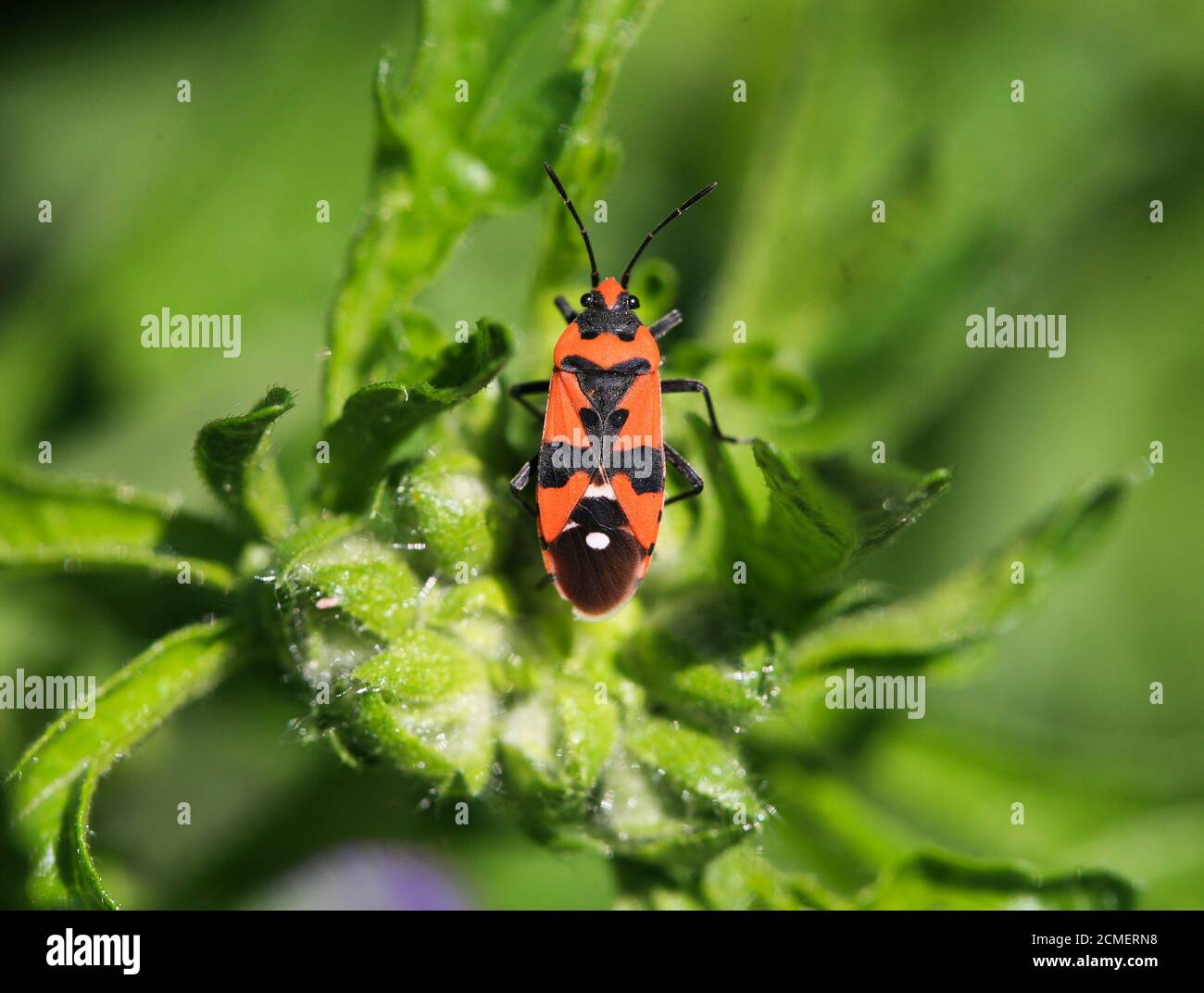 BLACK AND RED BUG Lygaeus equestris Stock Photo - Alamy
