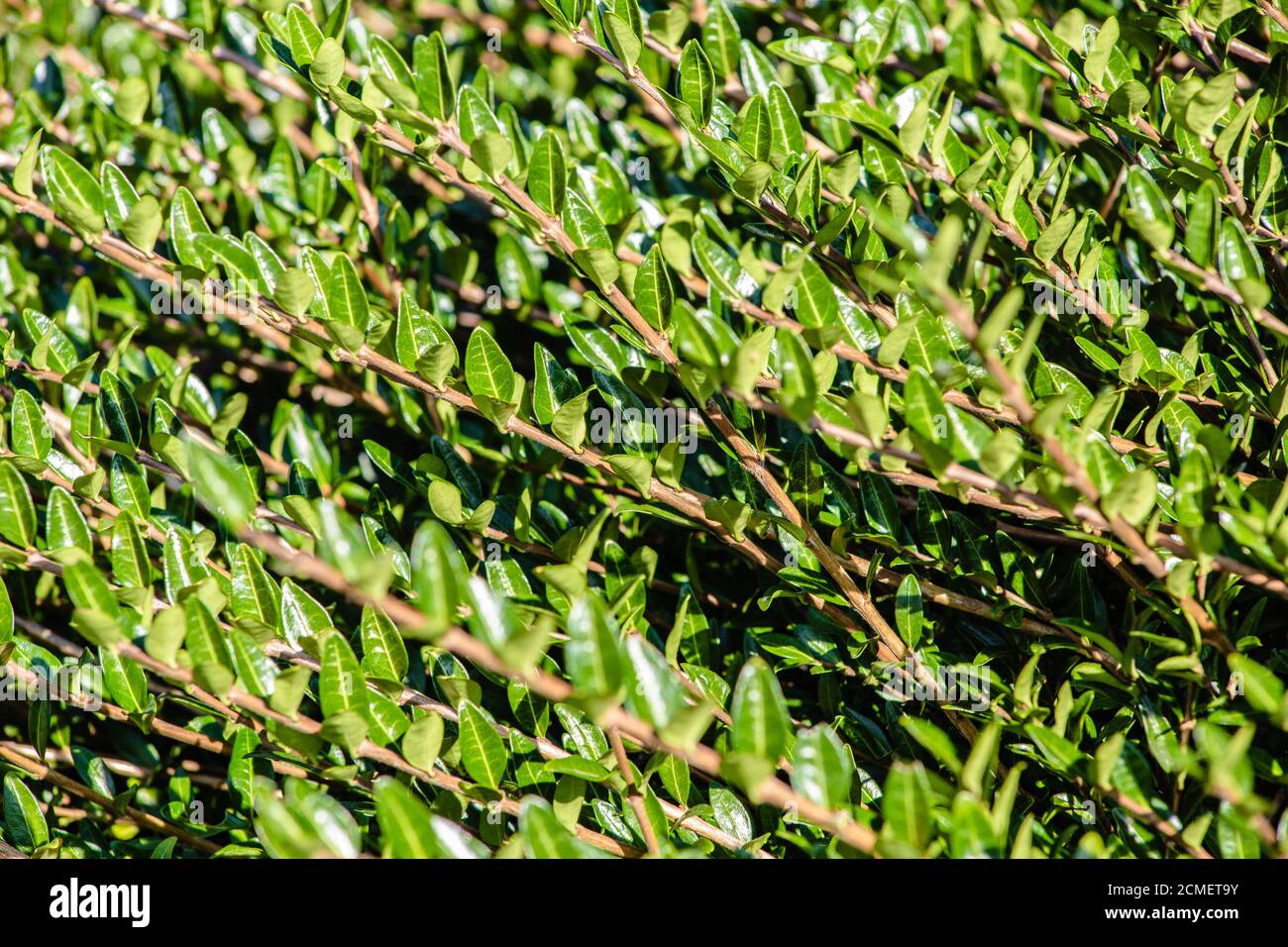 Closeup shot of tree branches Stock Photo - Alamy