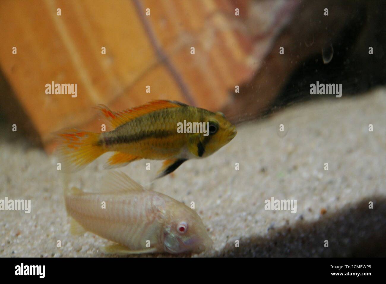 apistogramma cacatuoides African cichlid fish cominity aquarium Stock Photo