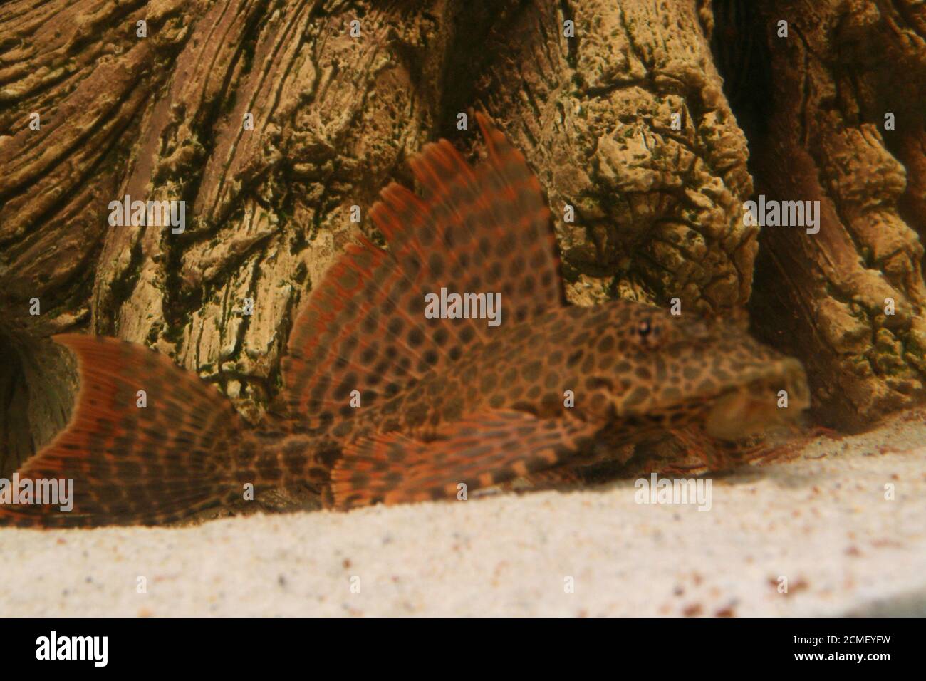 plecostomus bottom fish in aquarium with ridge Stock Photo