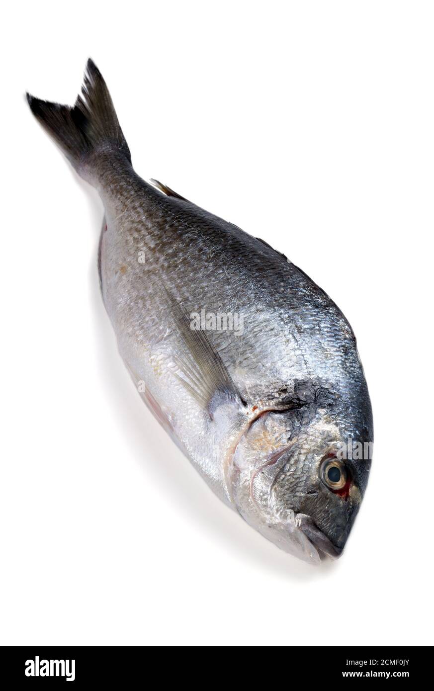 Lean fish Cut Out Stock Images & Pictures - Alamy