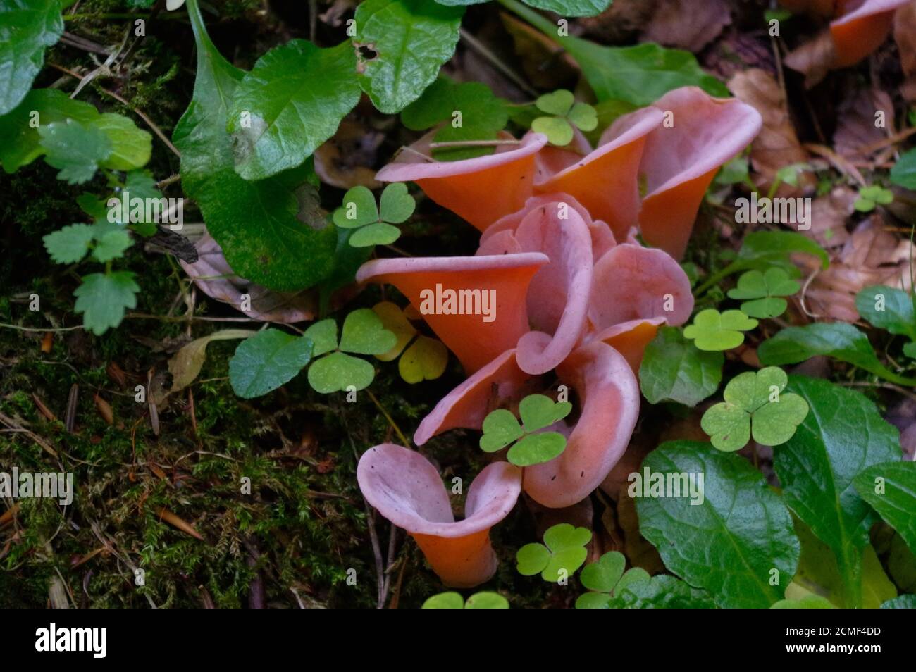 rose hirneola auricula-judae or Auricularia - fungus, also known as jew's ear, wood jelly between green plants Stock Photo