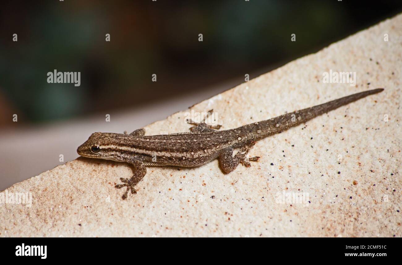 Cape Dwarf Gecko Lygodactylus Capensis 5874 Stock Photo Alamy