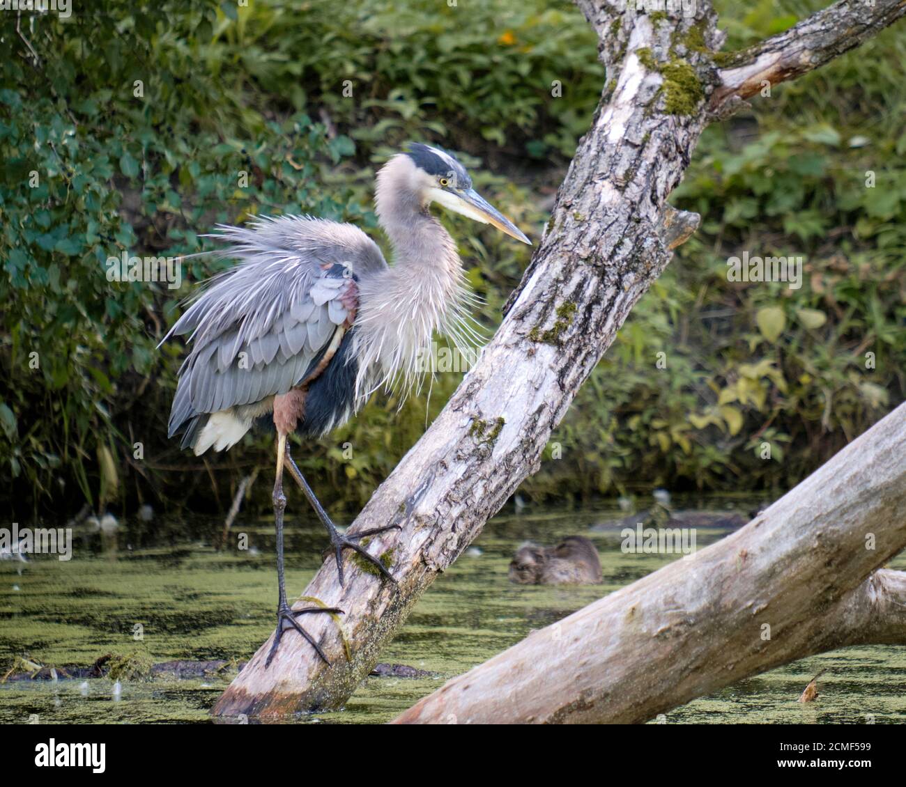 A Great Blue Heron (Ardea herodias) standing on large trunk in pond water looking dishevelled Stock Photo
