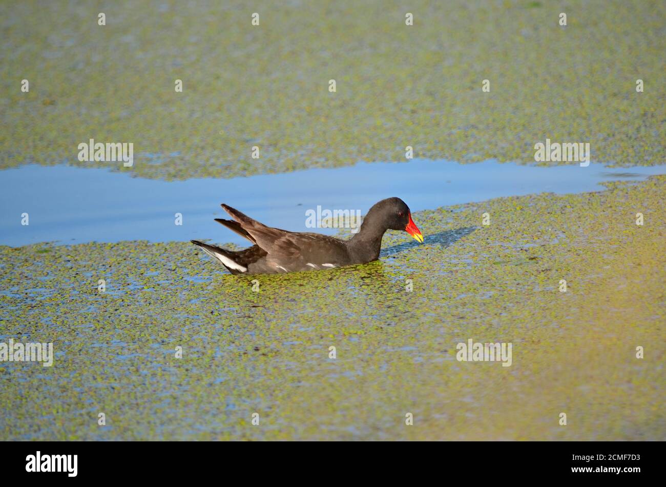 Common moorhen - Gallinula chloropus. Also known as the waterhen or the swamp chicken. Moorhen swims in the pond in its natural habitat. Stock Photo