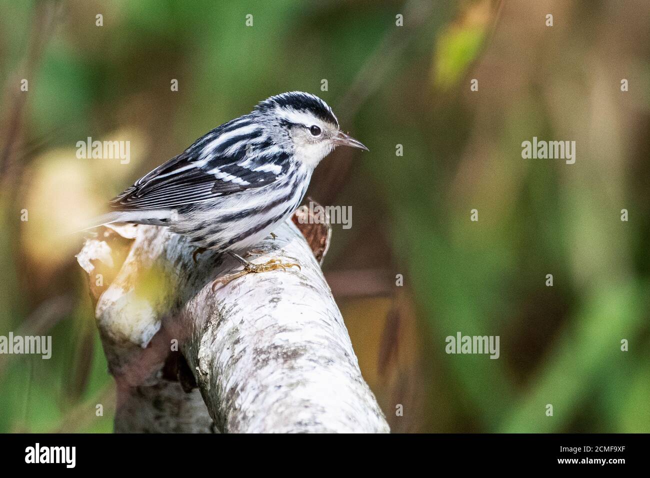 Black and white warbler during autumn songbird migration Stock Photo