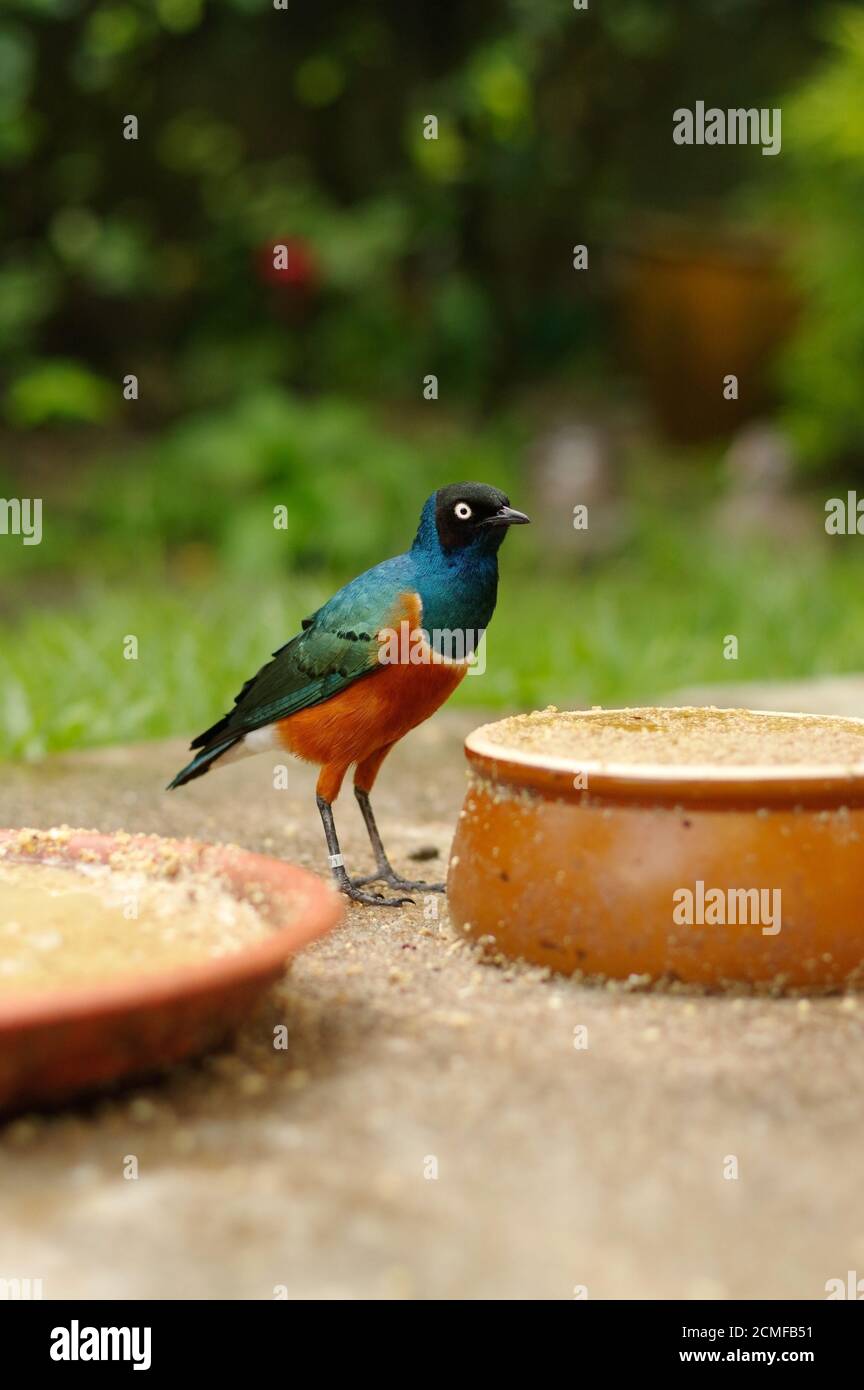 coulorfull little bird on the ground between feed plates in Kuala Lumpur Birdpark, Malaysia. Stock Photo