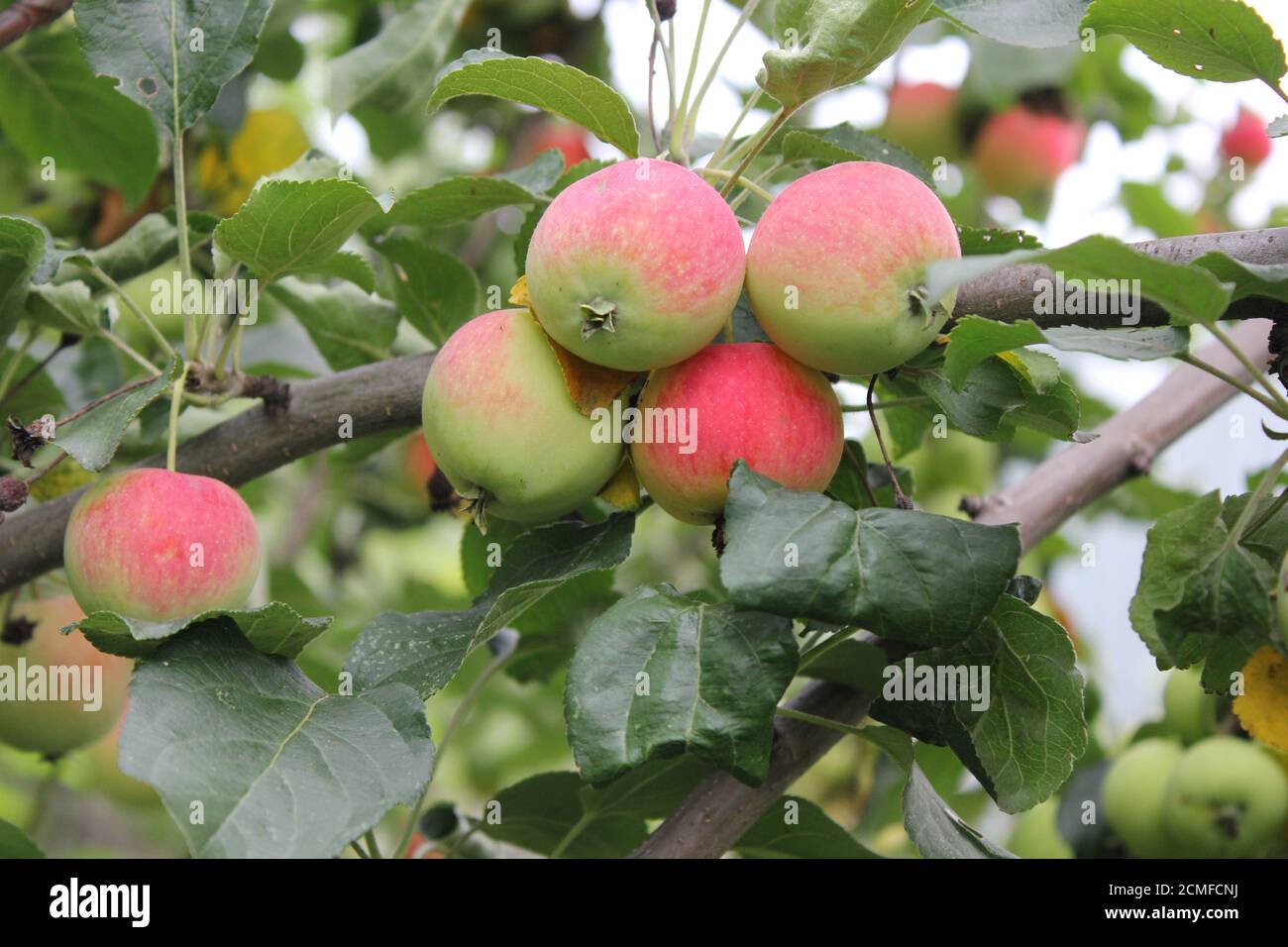 20524 hi-res stock photography and images - Alamy