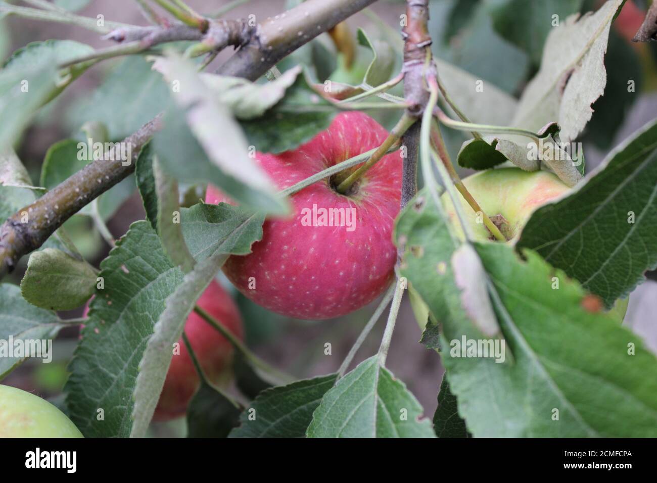 Red ripe apples on branch 20510 Stock Photo