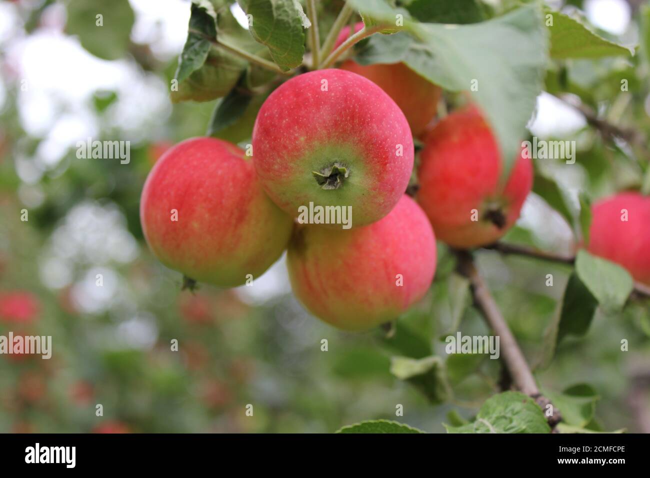 Red ripe apples on branch 20514 Stock Photo - Alamy