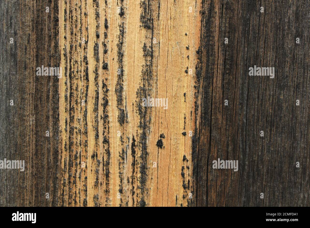 Texture of the old dry pine boards 20549 Stock Photo Alamy