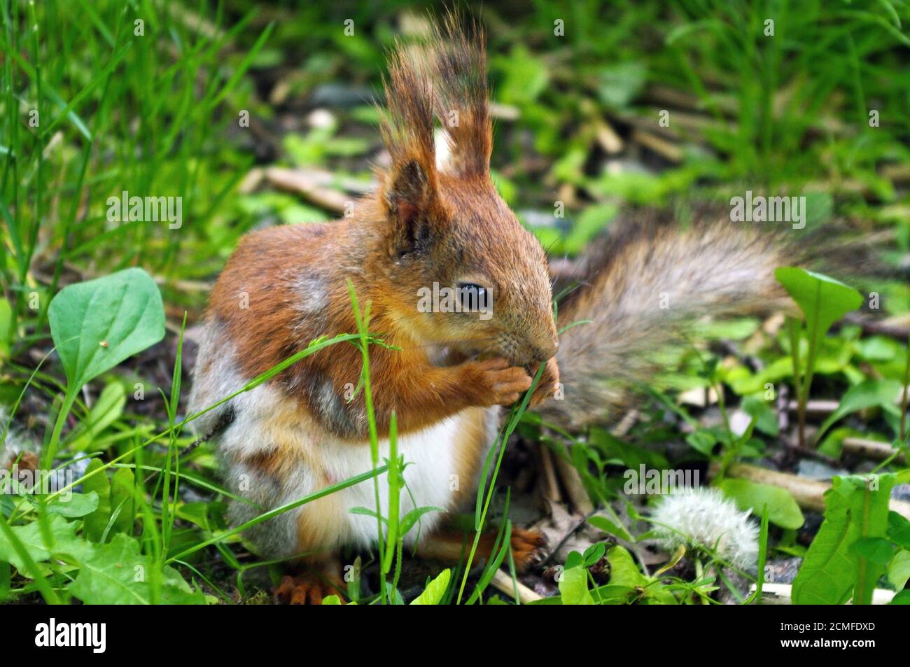 Closeup of a red brown squirrel eating nut during sitting on the green ground Stock Photo