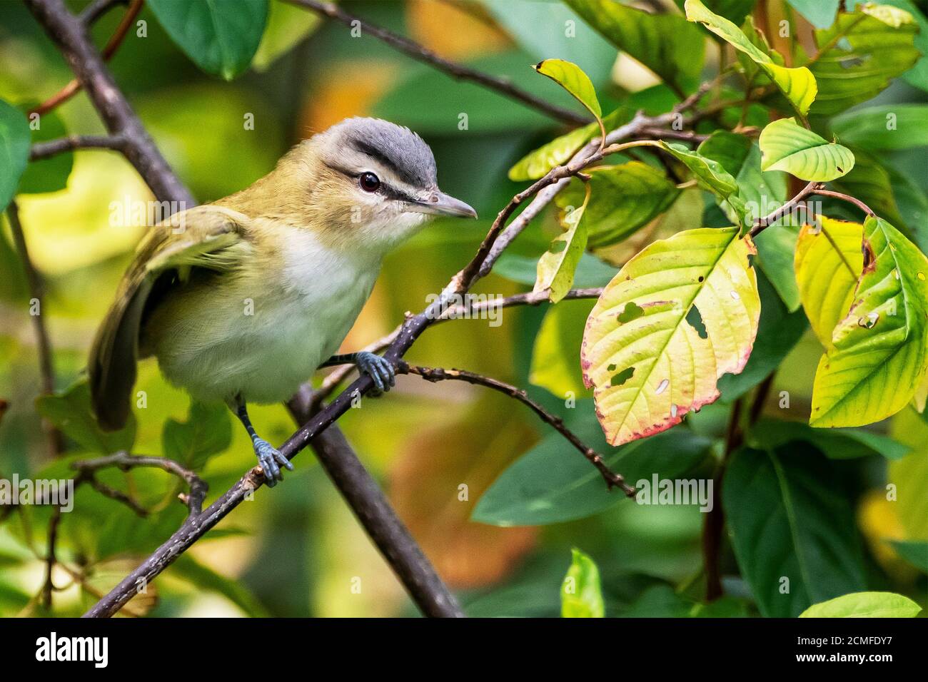 Red-eyed vireo during autumn migration Stock Photo