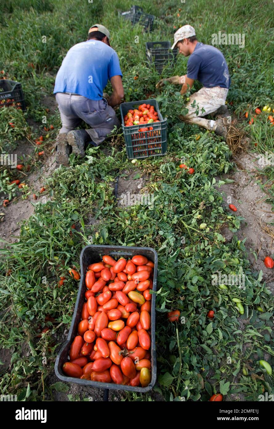 Workers picking grapes italy hires stock photography and images Alamy
