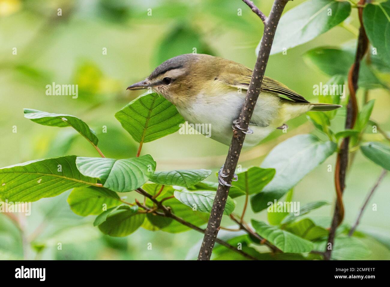 Red-eyed vireo during autumn migration Stock Photo