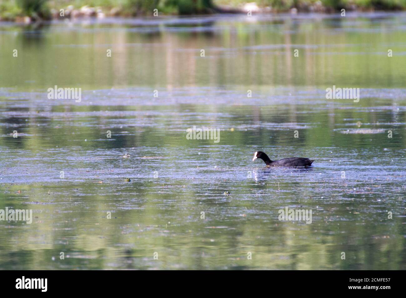 coot swimming on Italian marsh lake Stock Photo