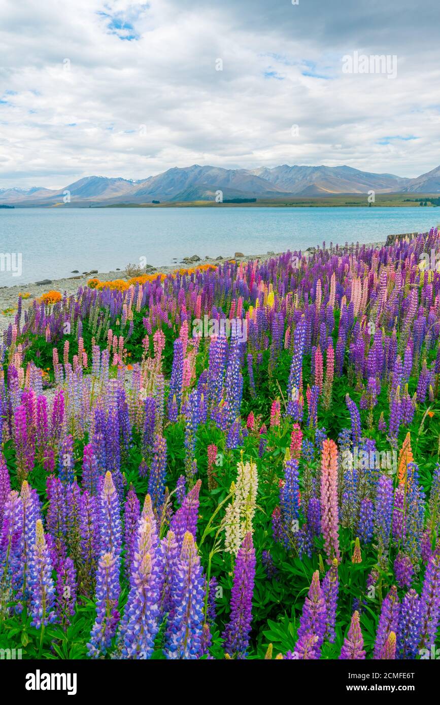 Landscape at Lake Tekapo and Lupin Field in New Zealand. Lupin field at lake Tekapo hit full