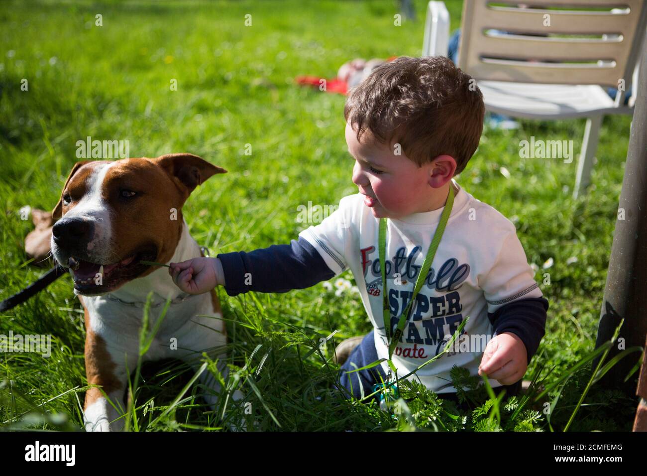 American staffordshire sale terrier and kids