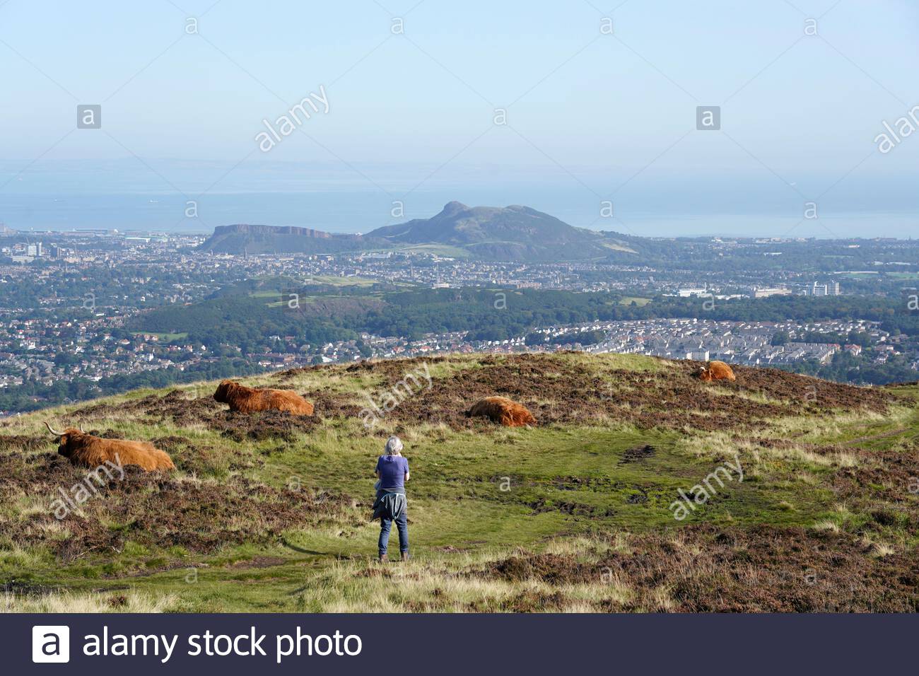 Edinburgh, Scotland, UK. 17th Sep 2020. Highland Cows enjoying the sun in the Pentland Hills Regional Park on a clear day with blue skies. View of Edinburgh city and Arthur's Seat. Credit: Craig Brown/Alamy Live News Stock Photo