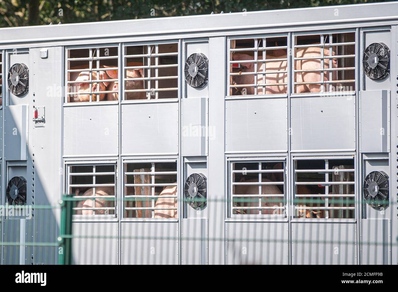 17 September 2020, Lower Saxony, Sögel: A pig transporter with pigs drives to the premises of a slaughterhouse in Sögel. Animal welfare activists protest in front of the slaughterhouse's premises after defects and infringements have become known at a nearby pig fattening farm in the district of Emsland. According to the association 'Deutsches Tierschutzbüro', the company in Sögel is one of the main buyers of pigs from the affected fattening farm and belongs to the Tönnies group of companies. The Tönnies group defended itself against the accusations of the animal rights organization. Photo: Moh Stock Photo