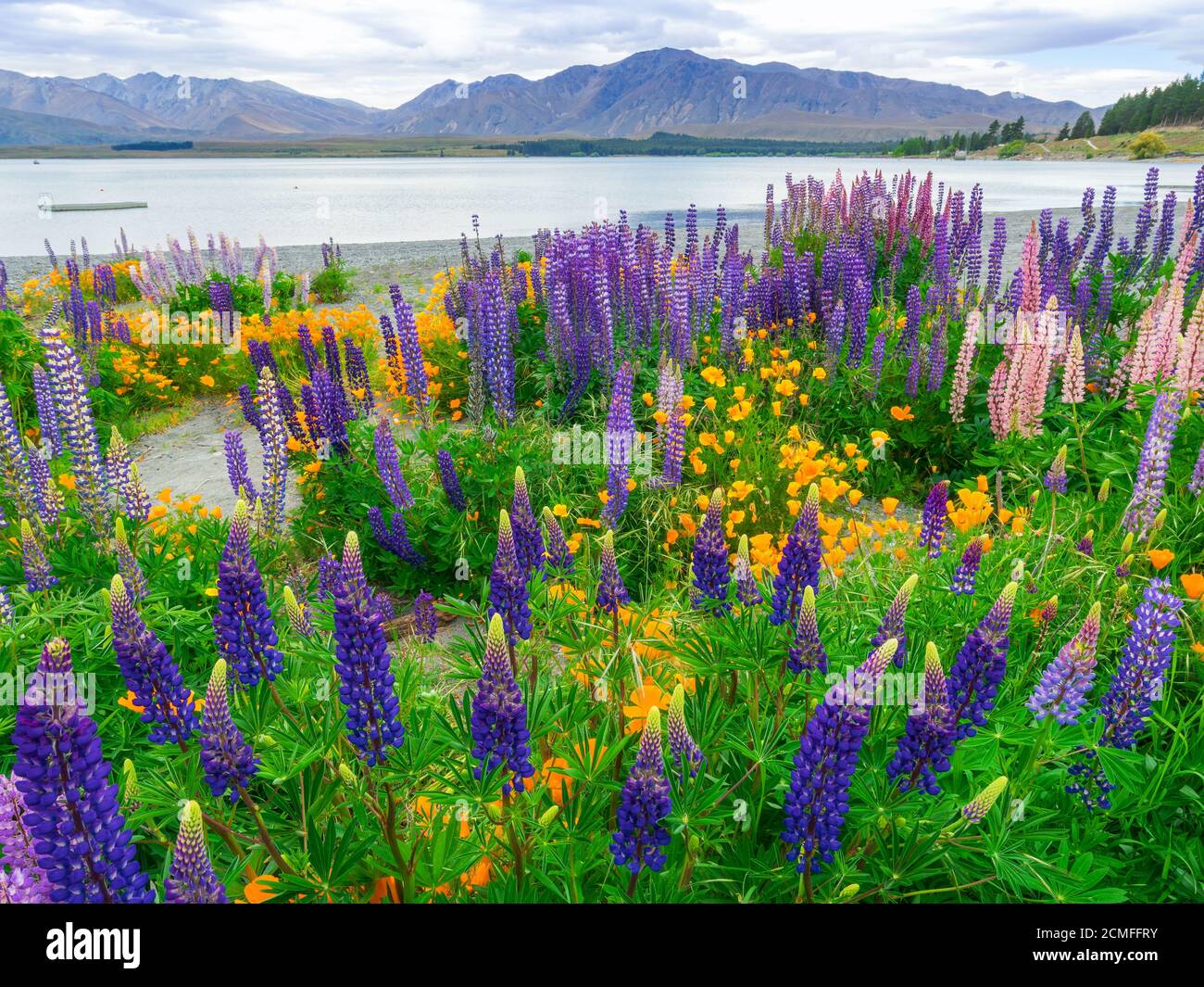Landscape at Lake Tekapo and Lupine Field in New Zealand. Lupin field at lake Tekapo hit full