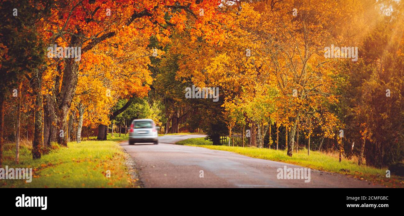 old asphalt road with beautiful trees in autumn Stock Photo - Alamy