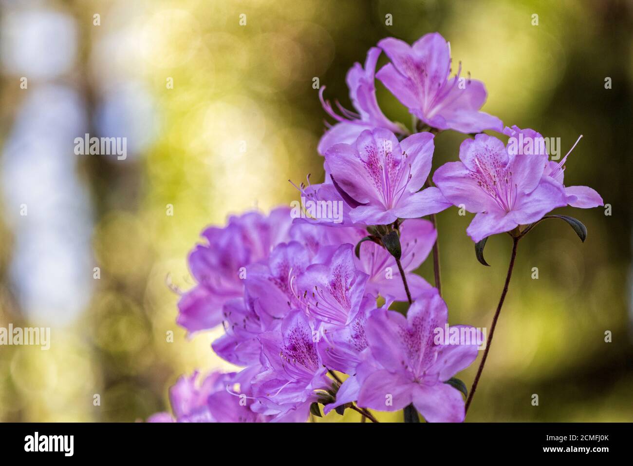 Azaleas bloom against golden bokeh in this photo of the gardens at the Biltmore Estate in