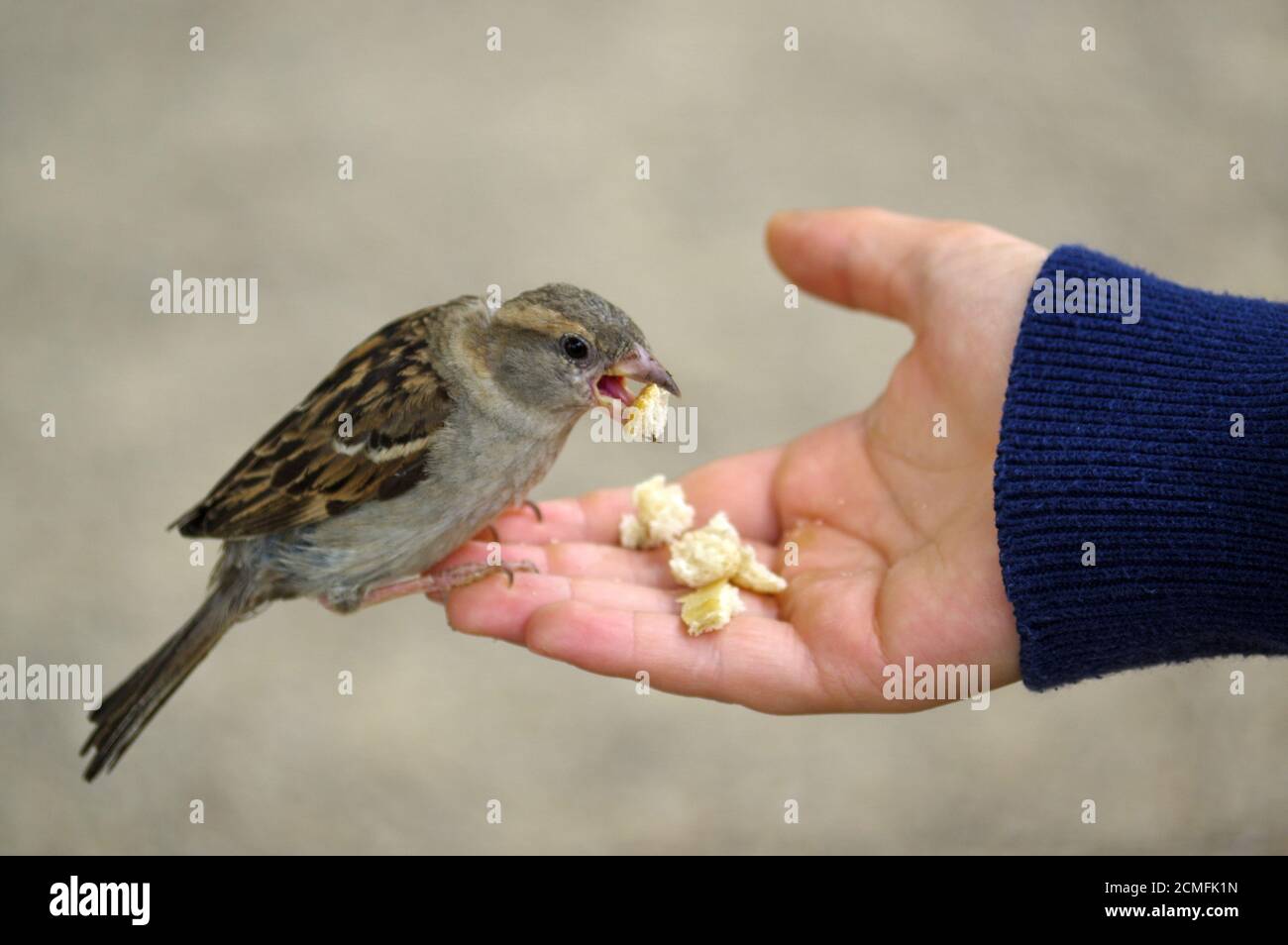 sparrow bird eating bread from outstretched hand Stock Photo Alamy