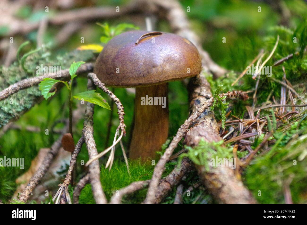 suillus bovinus growing in the forest, also known as the Jersey cow